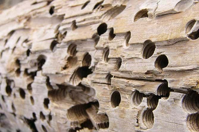 Patologías de la madera, termitas y carcoma.